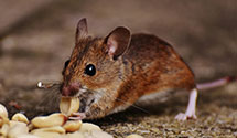24 Hour & Emergency Exterminators in Westville, IN